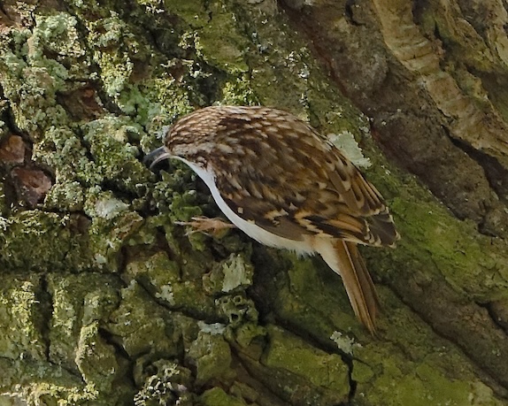 treecreeper